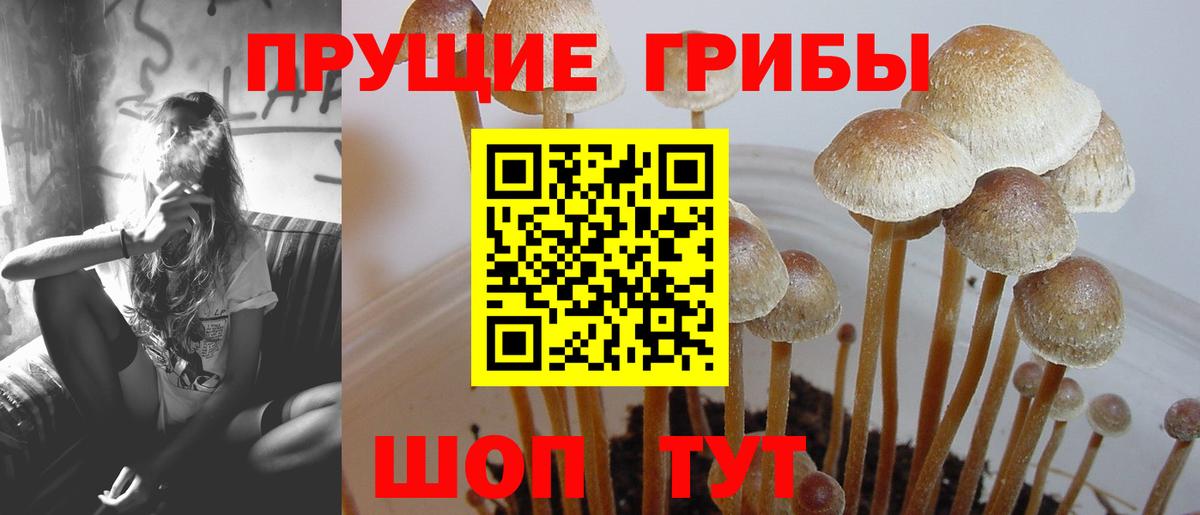 Чистополь  Галлюциногенные грибы MAGIC MUSHROOMS  Вход с VPN 